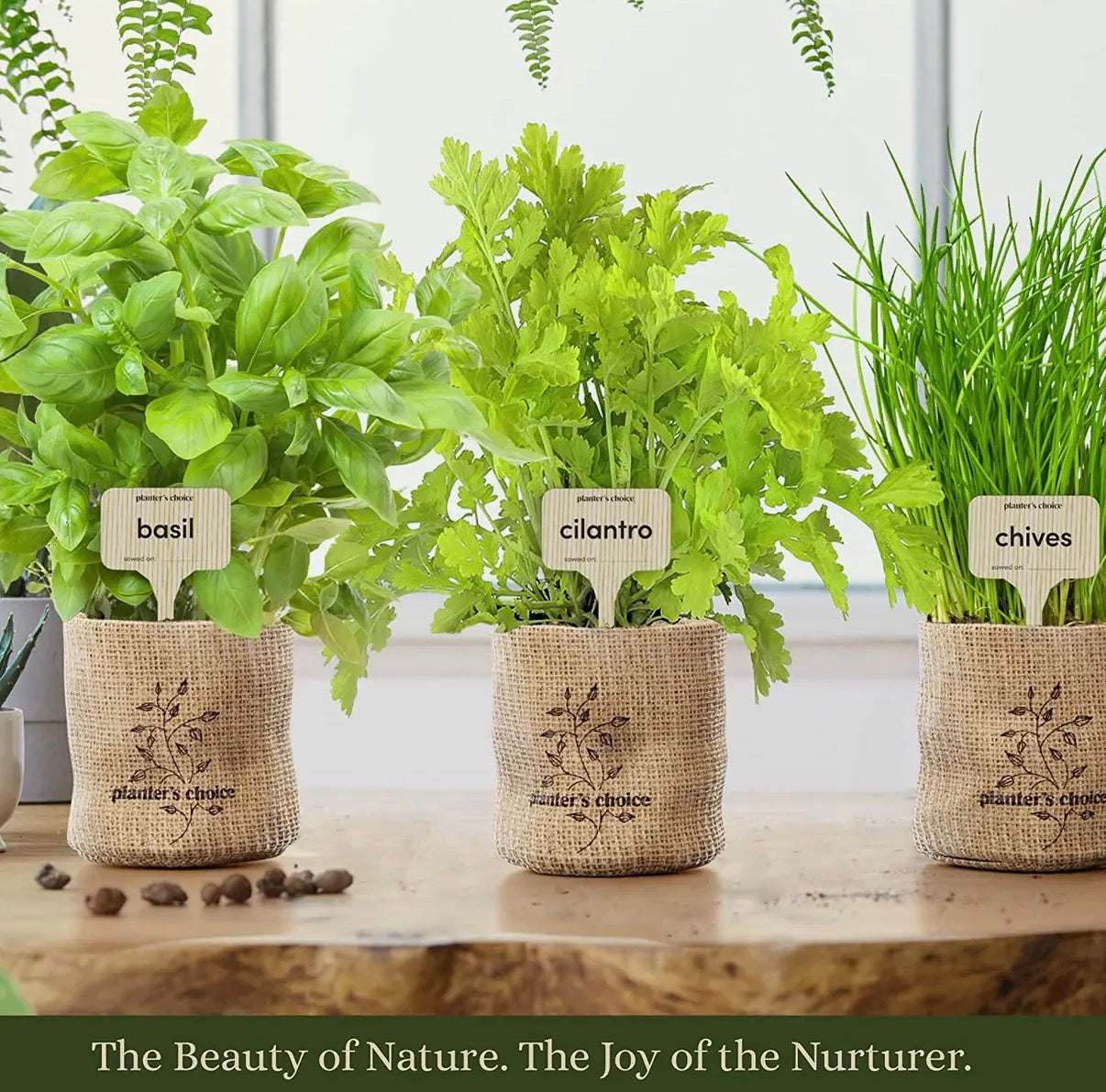 Three potted herbs with labels on a wooden surface, featuring basil, cilantro, and chives.
