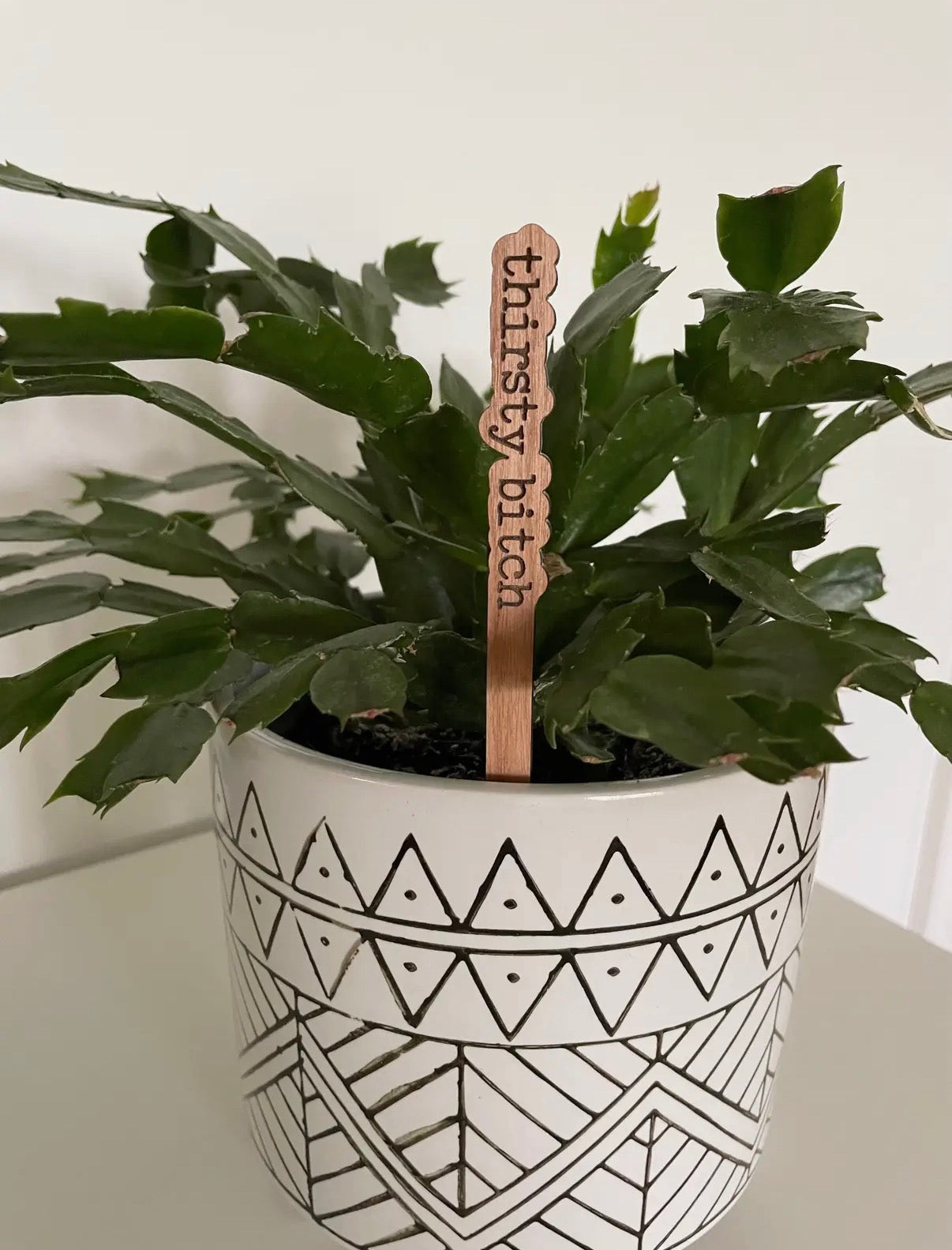Potted plant with a decorative stick labeled 'thirsty bitch' on a white background